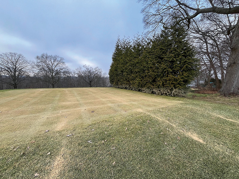 Turf with greens and dead patches in parallel lines SeaDwarf paspalum putting green