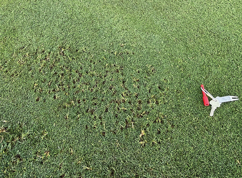 Image of a small pile of pale material next to a putting green collar. Image of a small pile of pale material next to a putting green collar.