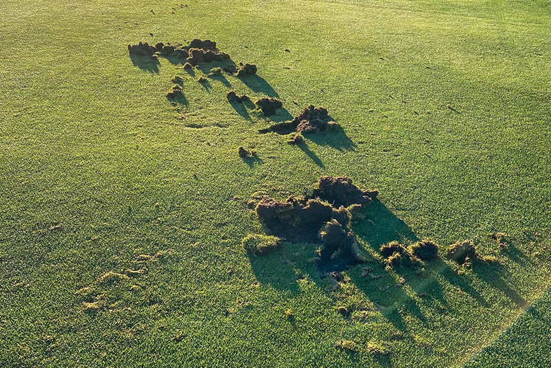 Area of dry brown turf behind a tree Area of dry brown turf behind a tree