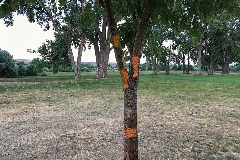 A patch of sprayed turf with a leaf shape on it Small patch of yellow discolored turf within a dark green putting green