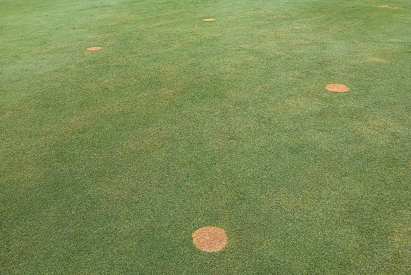 Area of dry brown turf behind a tree Area of dry brown turf behind a tree