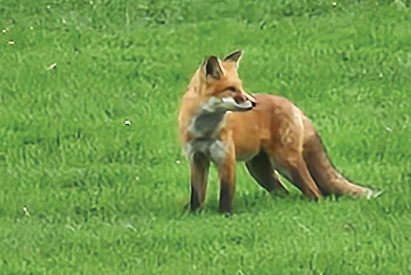 Patch of turf with closeup of brown dry patch. A fox on a golf course.