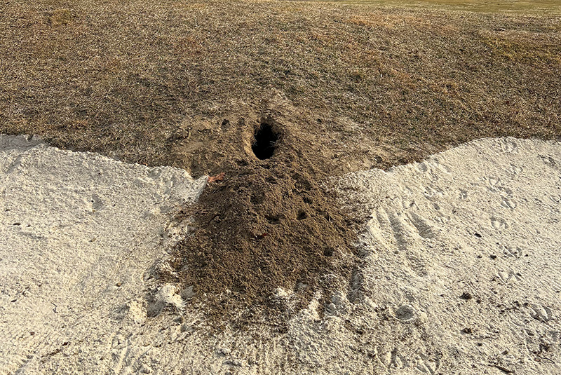 Area of dry brown turf behind a tree Area of dry brown turf behind a tree