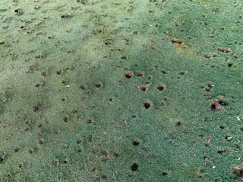 Area of dry brown turf behind a tree Area of dry brown turf behind a tree