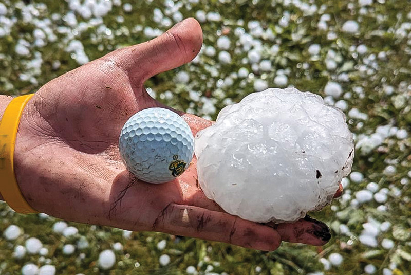 Patch of turf with closeup of brown dry patch. Image of turf behind tree with more green and less brown coloration.