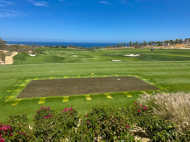 A patch of sprayed turf with a leaf shape on it Small patch of yellow discolored turf within a dark green putting green