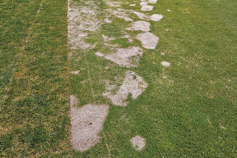 A patch of sprayed turf with a leaf shape on it Small patch of yellow discolored turf within a dark green putting green